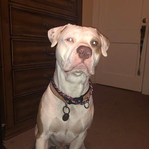 Meet your Posher, Noah